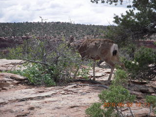129 772. Dead Horse Point hike - mule deer