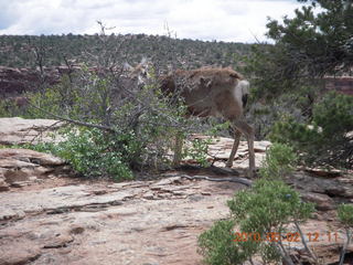 130 772. Dead Horse Point hike - mule deer