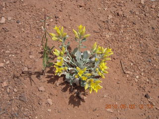 133 772. Dead Horse Point hike - flowers