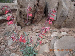 158 772. Dead Horse Point hike - flowers