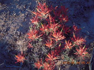 19 774. Canyonlands Lathrop Trail hike - flowers