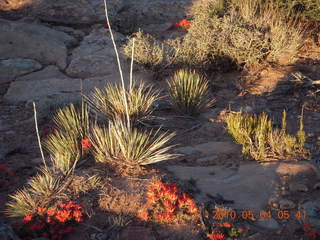 20 774. Canyonlands Lathrop Trail hike - flowers and shrubs