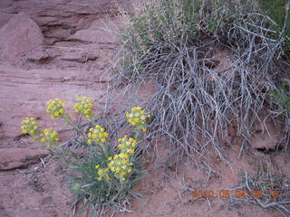 29 774. Canyonlands Lathrop Trail hike - flowers