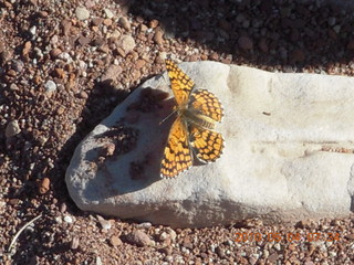 42 774. Canyonlands Lathrop Trail hike - butterfly
