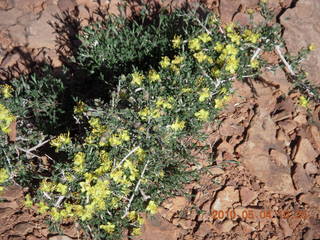 116 774. Canyonlands Lathrop Trail hike - flowers