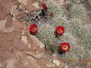 127 774. Canyonlands Lathrop Trail hike - flowers