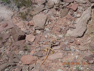 135 774. Canyonlands Lathrop Trail hike - lizard