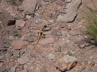 136 774. Canyonlands Lathrop Trail hike - lizard