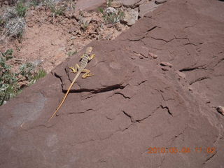 137 774. Canyonlands Lathrop Trail hike - lizard