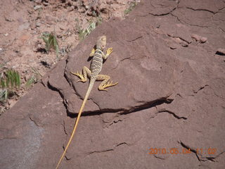 138 774. Canyonlands Lathrop Trail hike - lizard