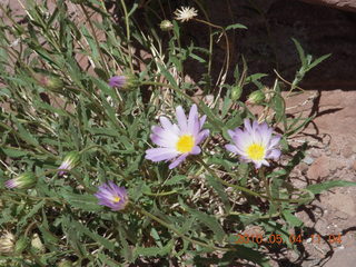 139 774. Canyonlands Lathrop Trail hike - flowers