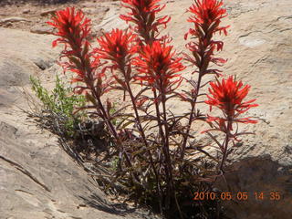 181 775. Canyonlands National Park Needles - Chesler Park hike - flowers