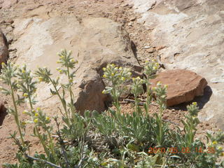 182 775. Canyonlands National Park Needles - Chesler Park hike - plants