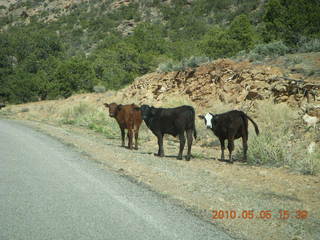 210 775. Canyonlands National Park Needles road back to Moab - cows