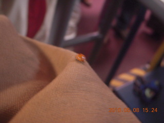 Vatican telescope at Mt. Graham - ladybug