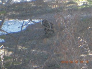 drive down Mt. Graham - turkey
