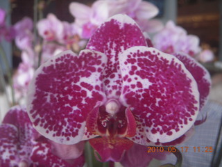 pretty flower (orchid?)