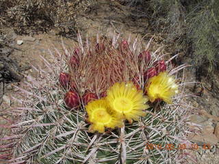 Lost Dog Wash hike - cactus in bloom