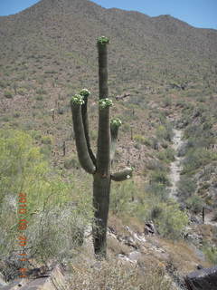 Lost Dog Wash hike - saguaro in bloom