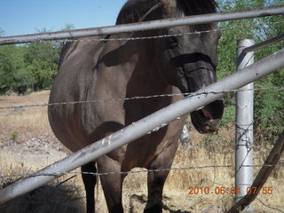 Superior Airport (E81) run - horse
