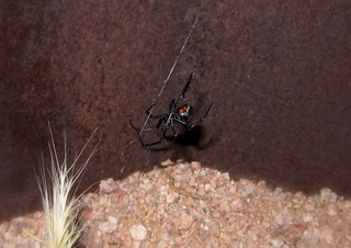 Sean and Kristina camping - spider