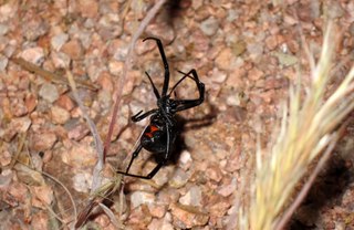 Sean and Kristina camping - spider