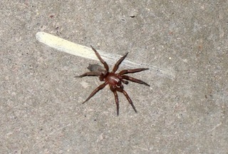 Sean and Kristina camping - spider