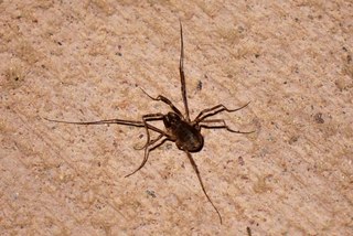 Sean and Kristina camping - spider