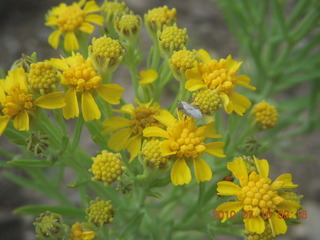 NM-RAC New Mexico back-country get-together - flowers at Me-Own