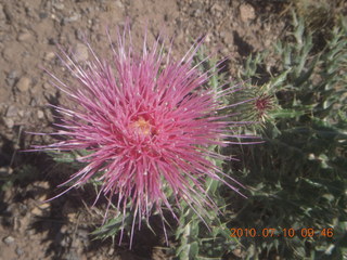 NM-RAC New Mexico back-country get-together - flowers at Me-Own