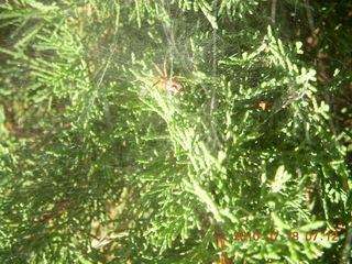 Sean and Kristina camping - spider