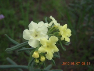 New Mexico back-country trip - Negrito run - flowers