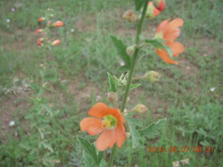 New Mexico back-country trip - Negrito run - flowers