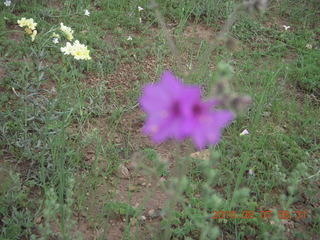 New Mexico back-country trip - Negrito run - flowers