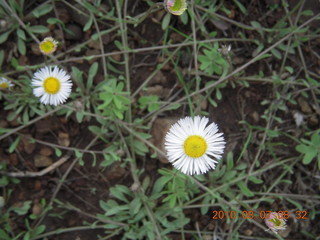 New Mexico back-country trip - Negrito run - flowers