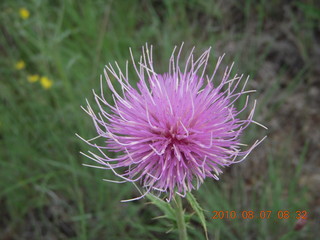 New Mexico back-country trip - Negrito run - flowers