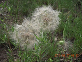 New Mexico back-country trip - Negrito run - milkweeds