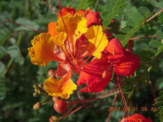 bright red-orange flowers