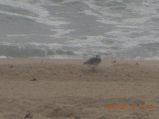 Sea Girt - beach bird