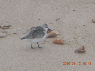 Sea Girt - beach bird