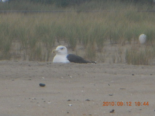 Sea Girt - seagull in the sand