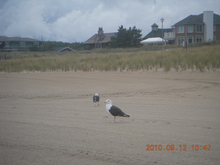 Sea Girt - beach bird