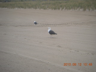 Sea Girt - seagulls