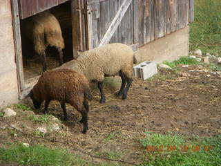 eclipse - Jiuquan morning run - sheep