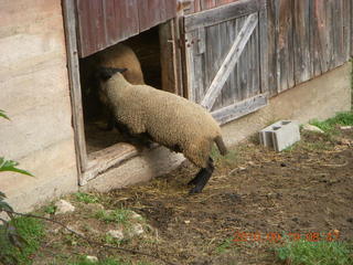 Welch run with Kevin - sheep