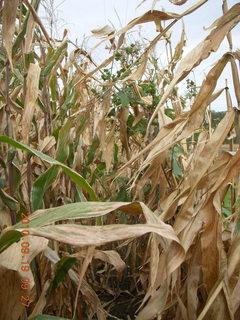 Welch run with Kevin - high corn