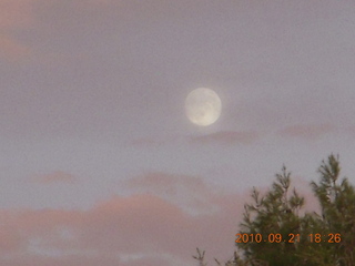 moonlit trees at Sandy's in New Jersey