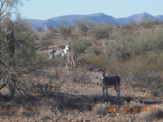 181 7br. Alamo Lake run - donkeys