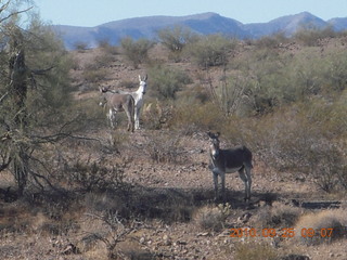 182 7br. Alamo Lake run - donkeys