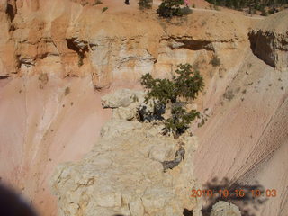 Bryce Canyon - lone tree atop a rock